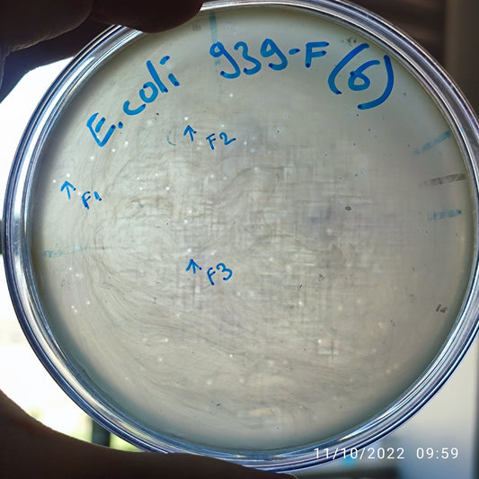 Escherichia coli bacteriophage 100939F