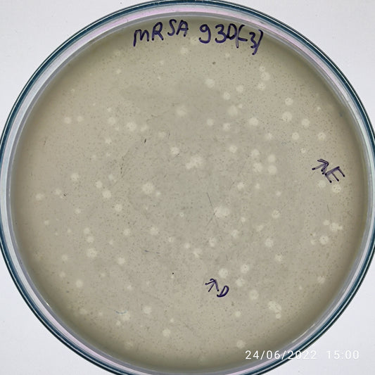 Staphylococcus aureus bacteriophage 150093D