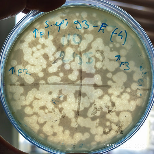 Staphylococcus epidermidis bacteriophage 158093F