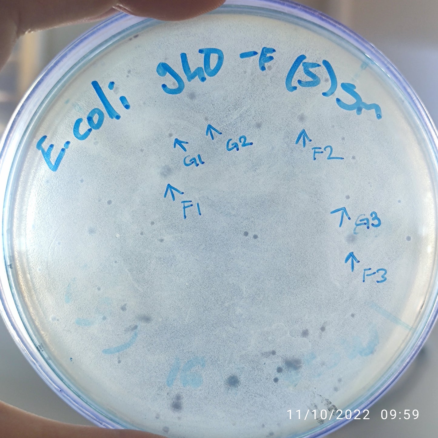 Escherichia coli bacteriophage 100940F