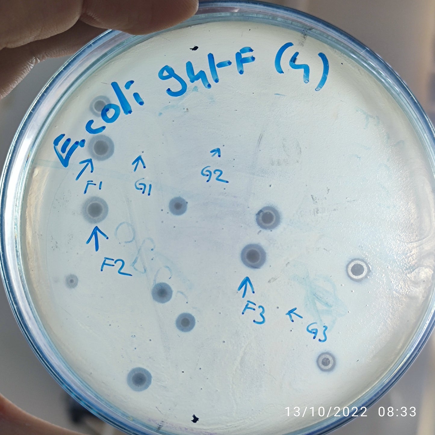 Escherichia coli bacteriophage 100941F