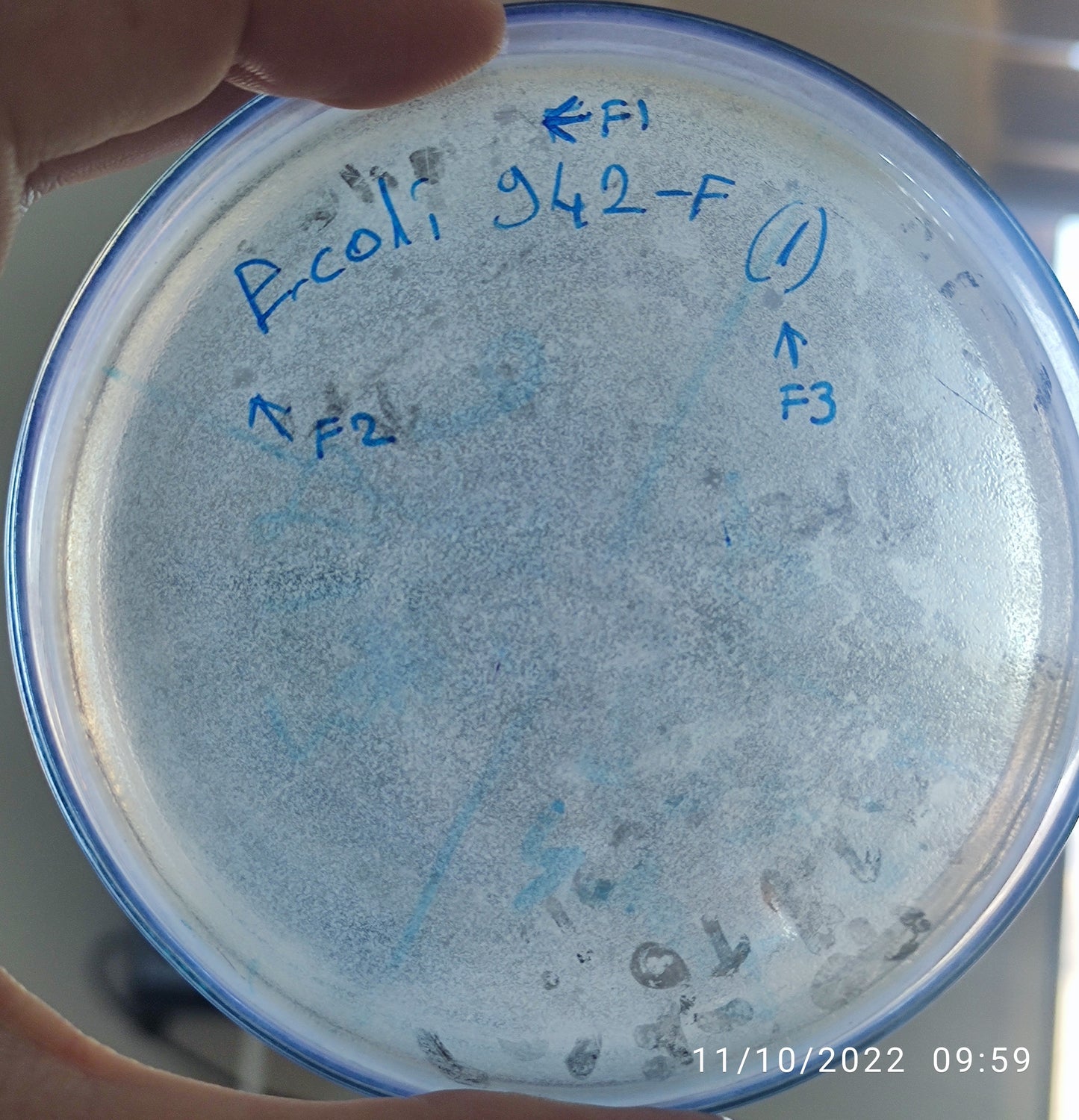 Escherichia coli bacteriophage 100942F