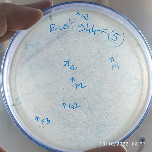 Escherichia coli bacteriophage 100944G