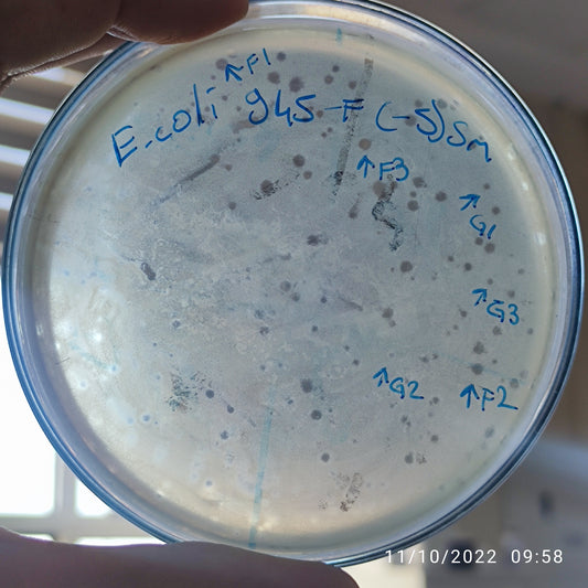 Escherichia coli bacteriophage 100945G