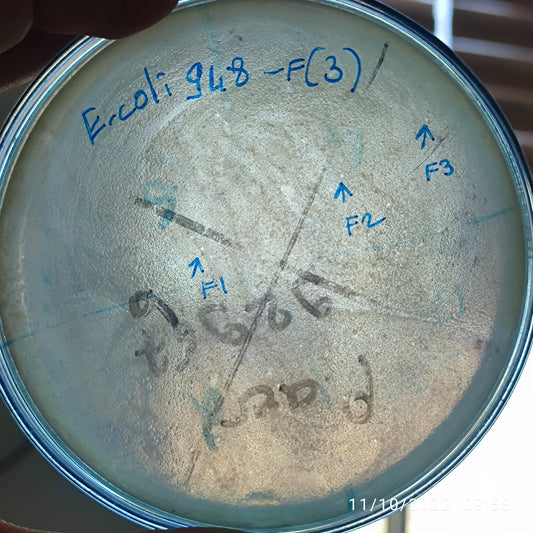 Escherichia coli bacteriophage 100948F