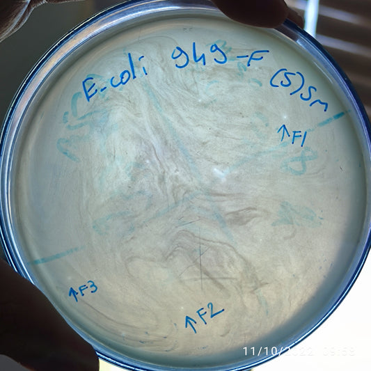 Escherichia coli bacteriophage 100949F