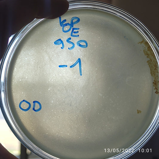 Klebsiella pneumoniae bacteriophage 180950E