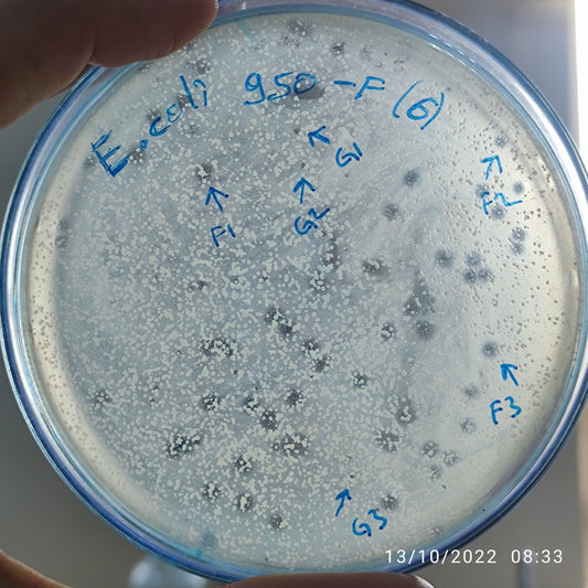 Escherichia coli bacteriophage 100950G