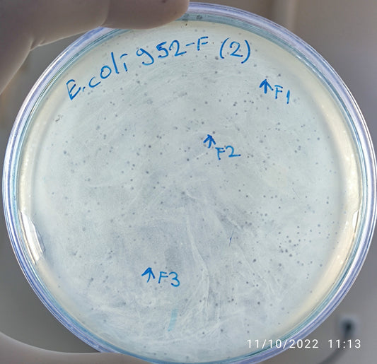 Escherichia coli bacteriophage 100952F