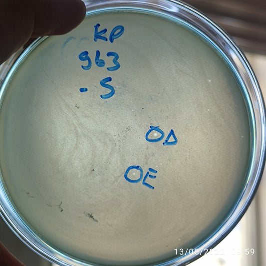 Klebsiella pneumoniae bacteriophage 180963E
