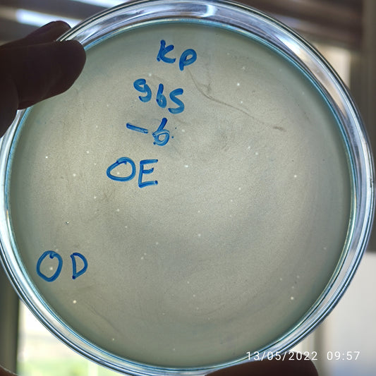 Klebsiella pneumoniae bacteriophage 180965E