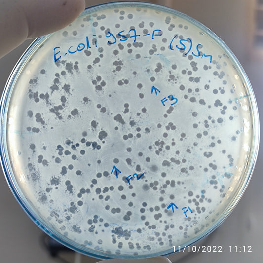 Escherichia coli bacteriophage 100957F