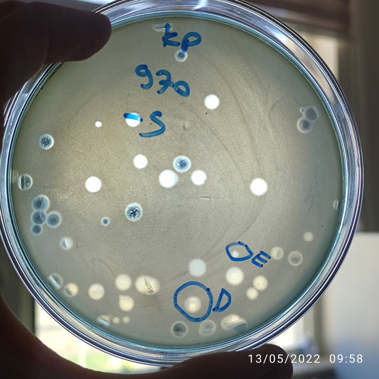 Klebsiella pneumoniae bacteriophage 180970D