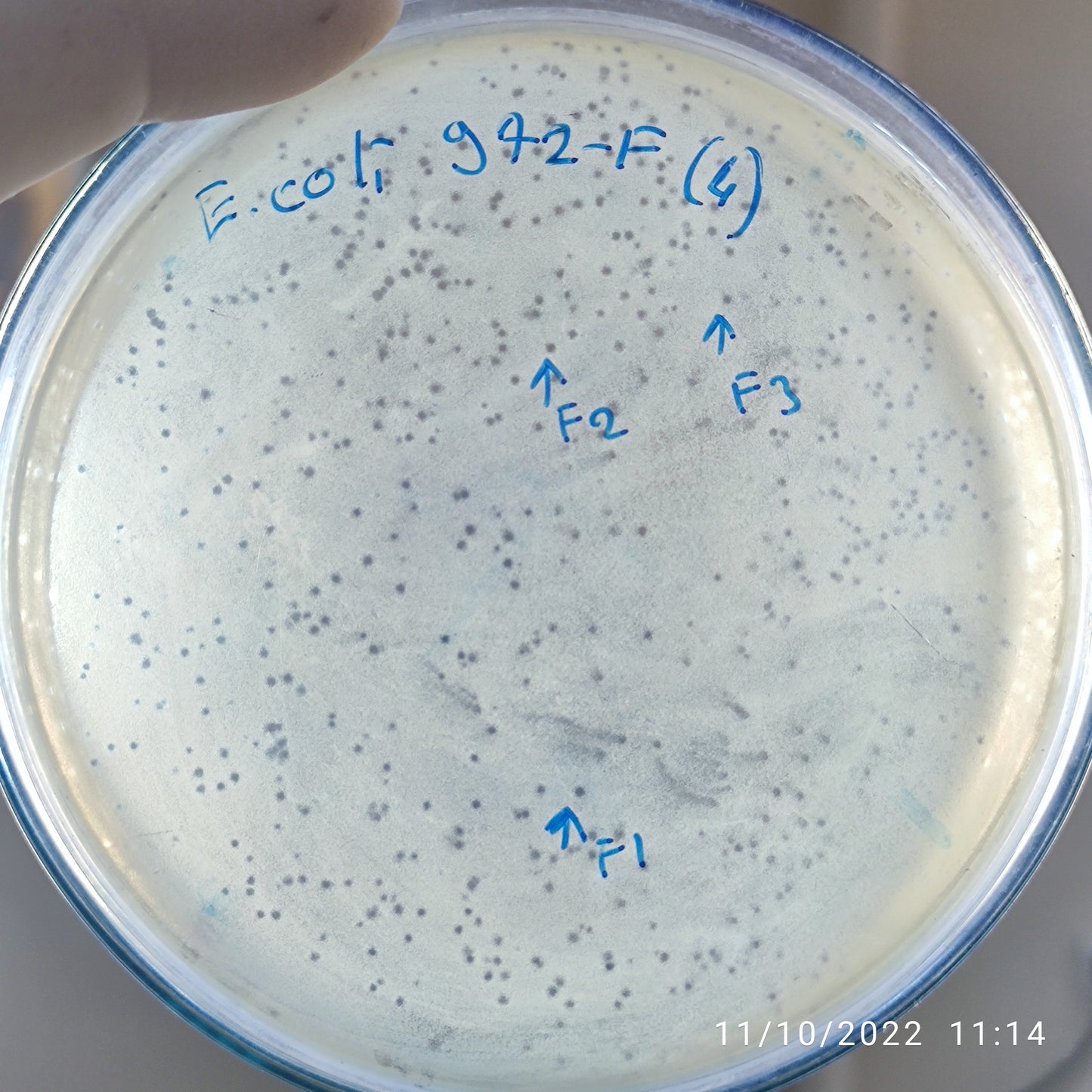 Escherichia coli bacteriophage 100972F