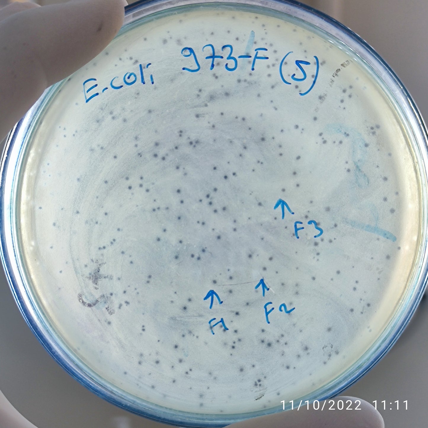 Escherichia coli bacteriophage 100973F