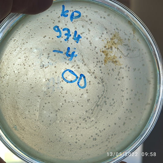 Klebsiella pneumoniae bacteriophage 180974D