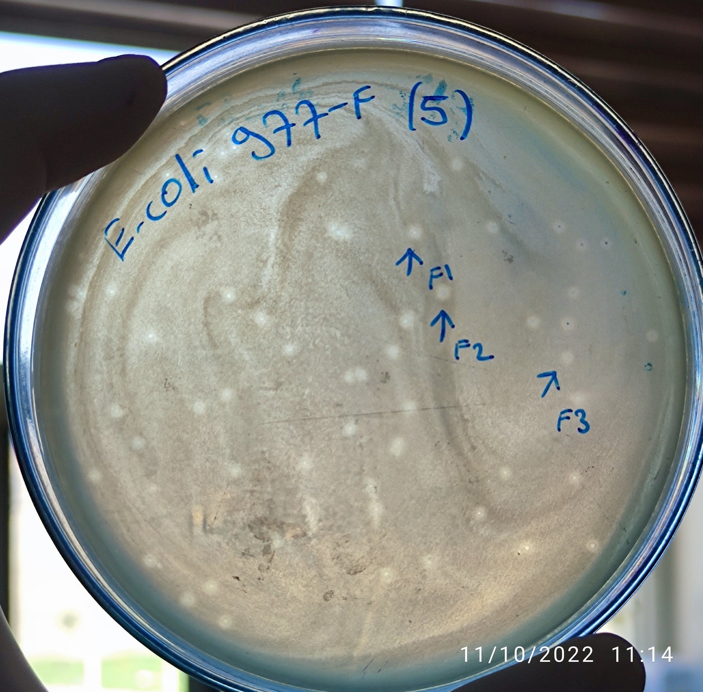 Escherichia coli bacteriophage 100977F