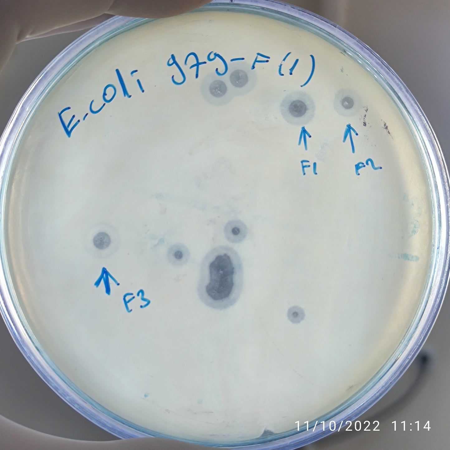 Escherichia coli bacteriophage 100979F