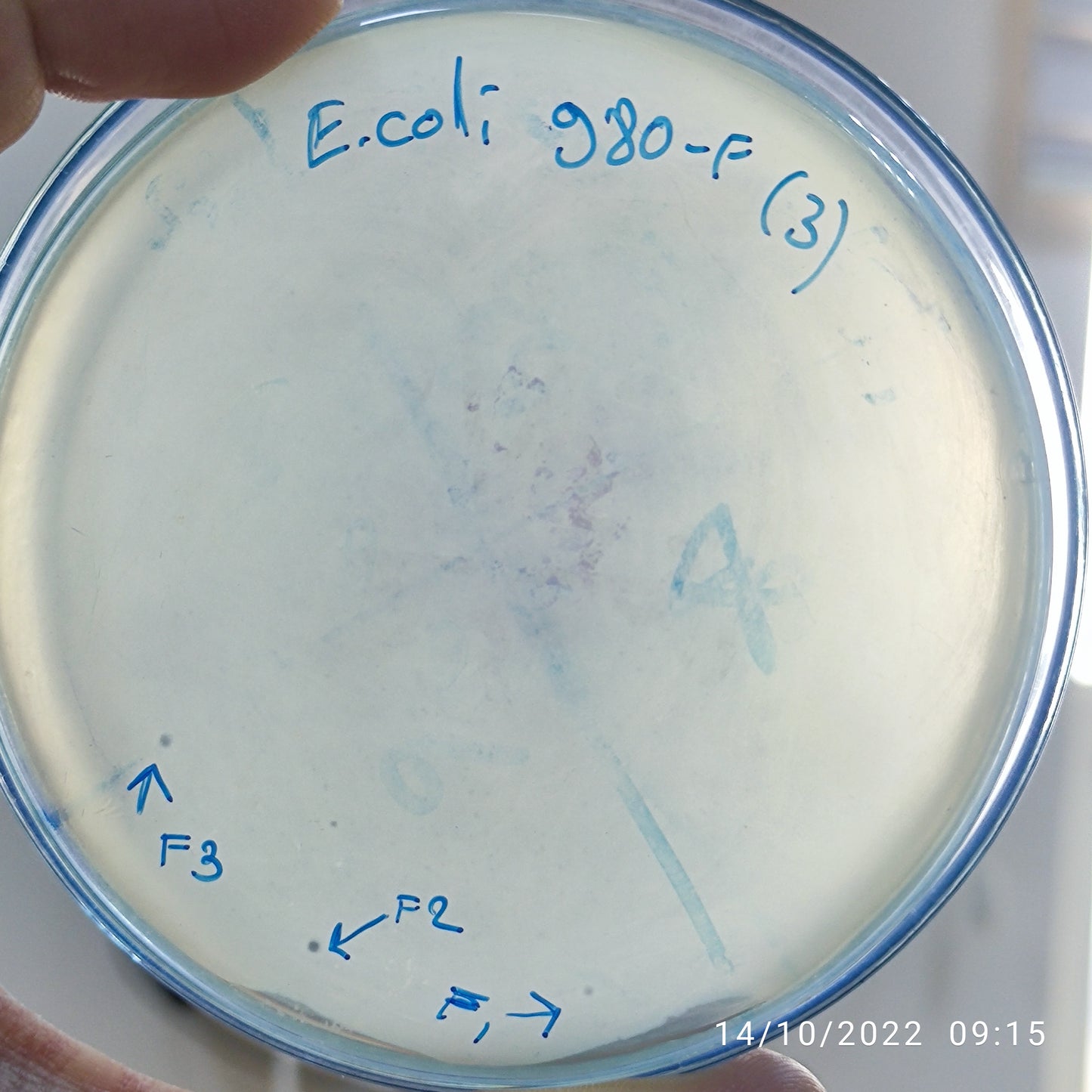 Escherichia coli bacteriophage 100980F