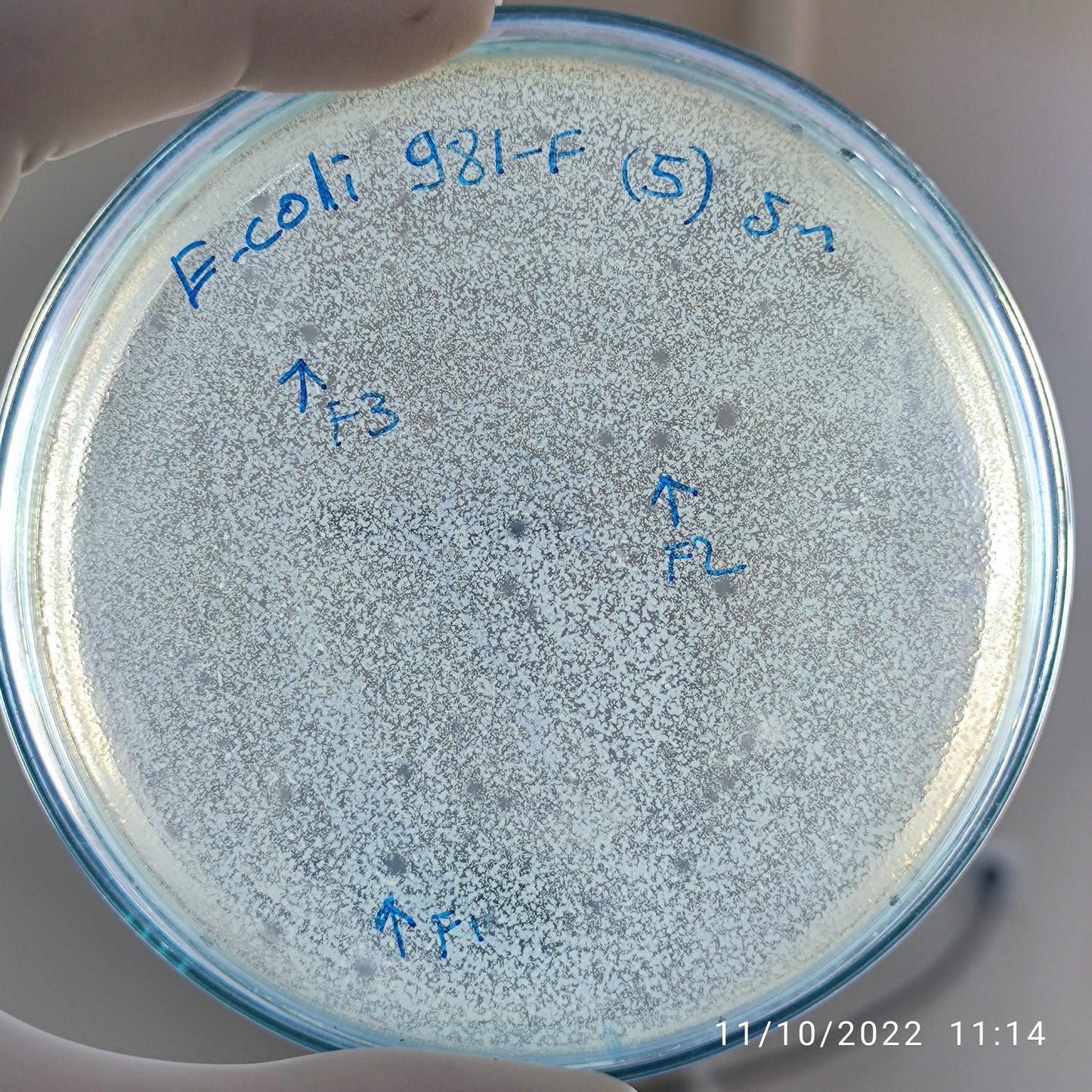 Escherichia coli bacteriophage 100981F