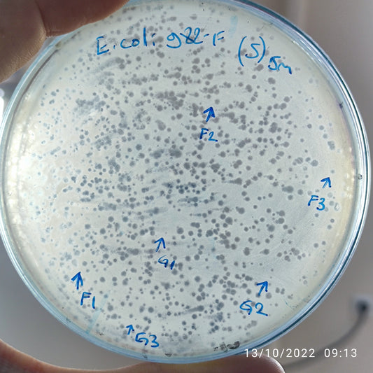 Escherichia coli bacteriophage 100982G