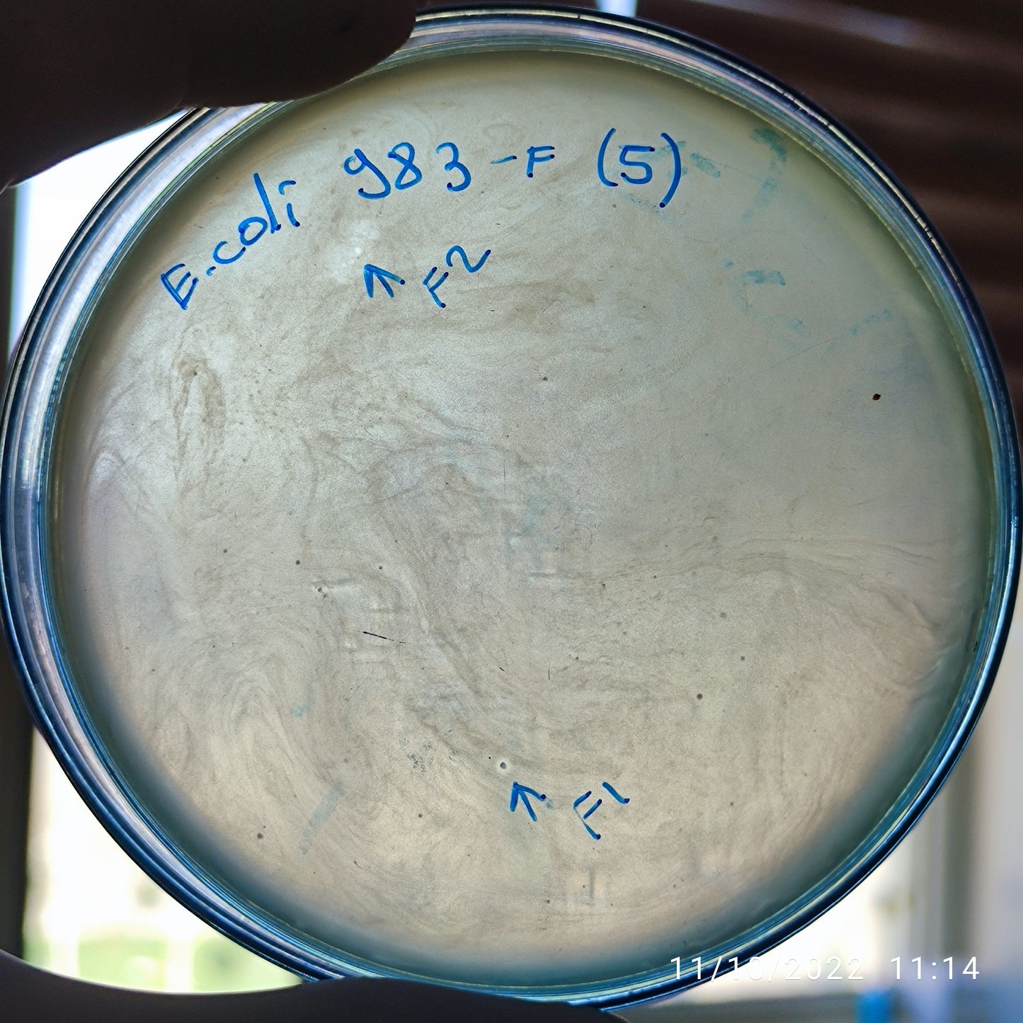 Escherichia coli bacteriophage 100983F