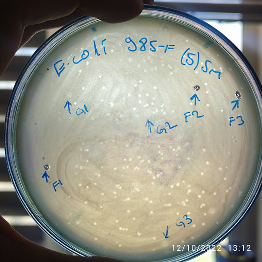 Escherichia coli bacteriophage 100985G