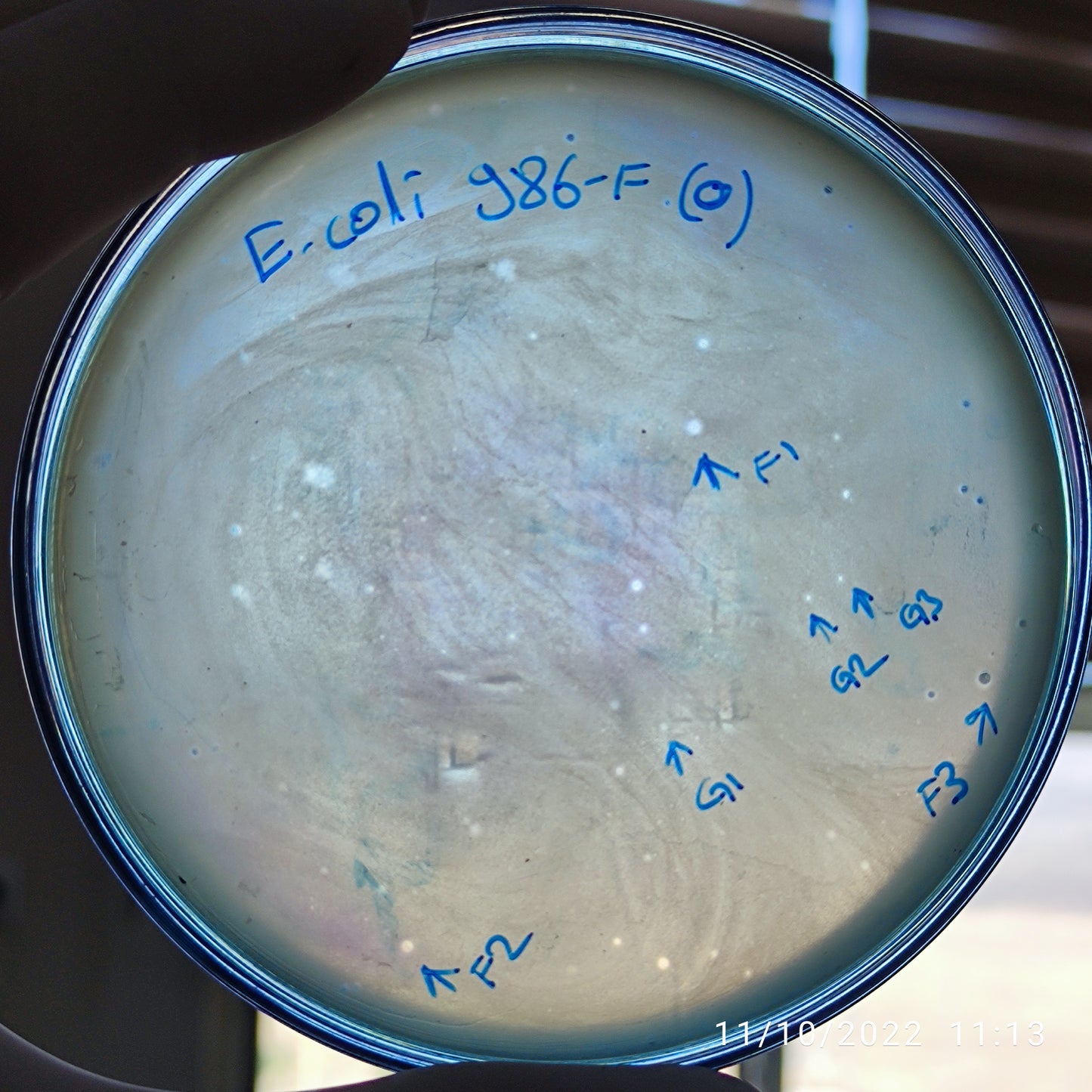 Escherichia coli bacteriophage 100986F