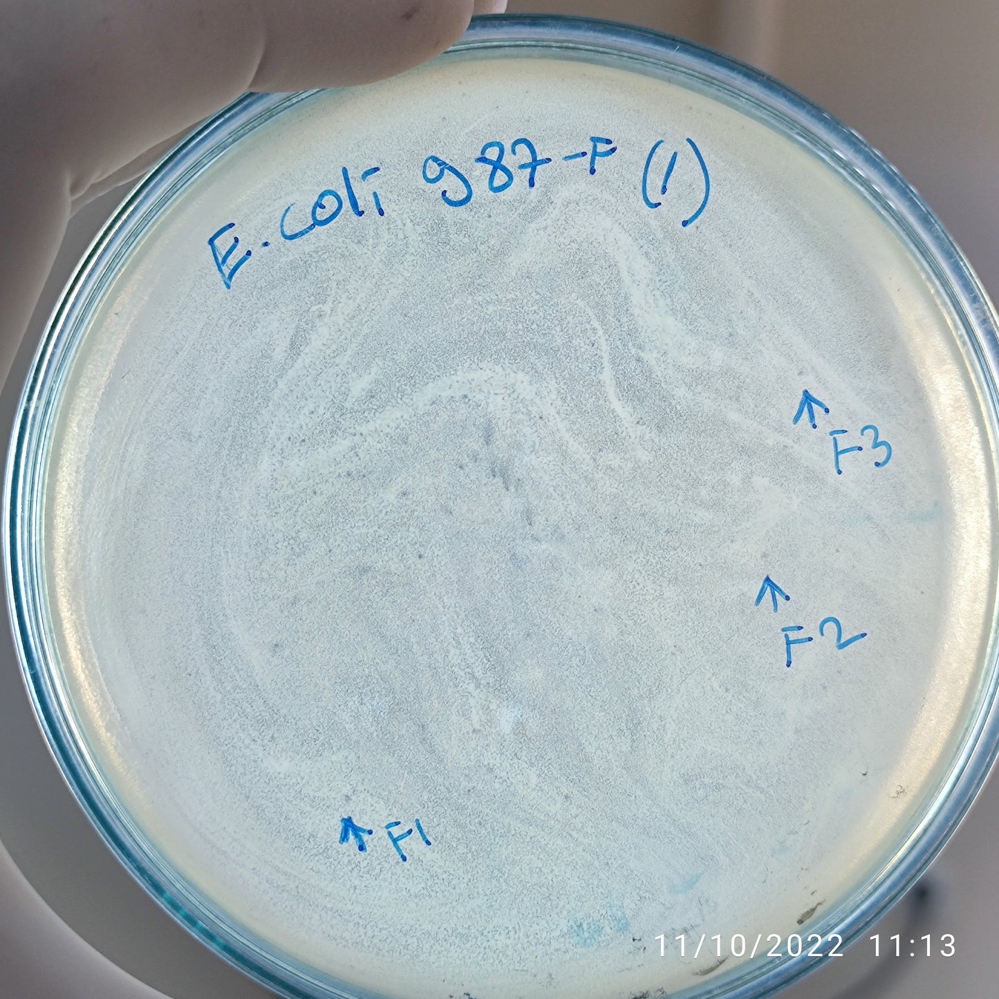 Escherichia coli bacteriophage 100987F