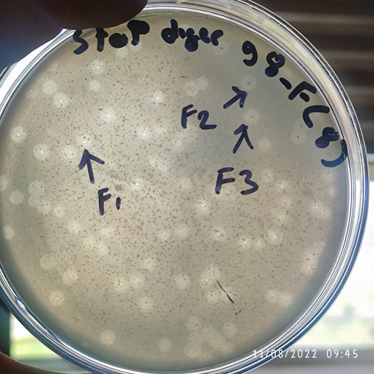 Staphylococcus epidermidis bacteriophage 158098F