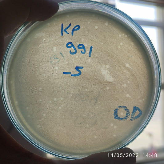 Klebsiella pneumoniae bacteriophage 180991D