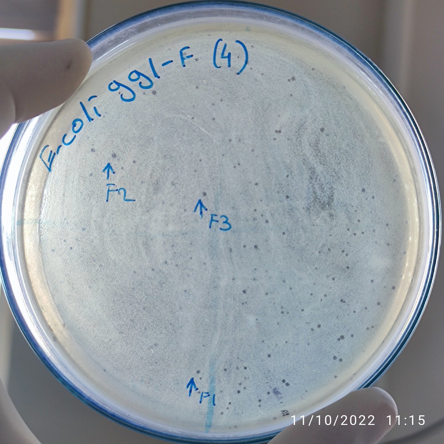 Escherichia coli bacteriophage 100991F