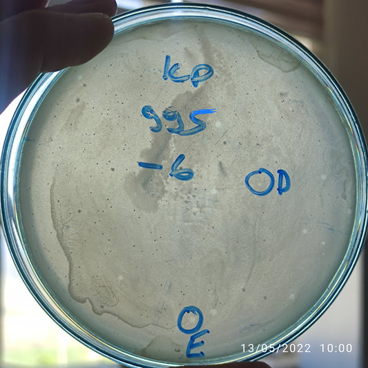 Klebsiella pneumoniae bacteriophage 180995E