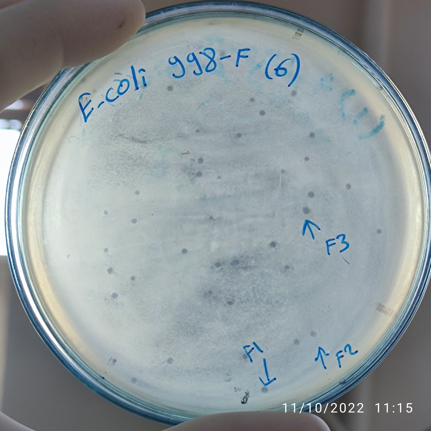 Escherichia coli bacteriophage 100998F