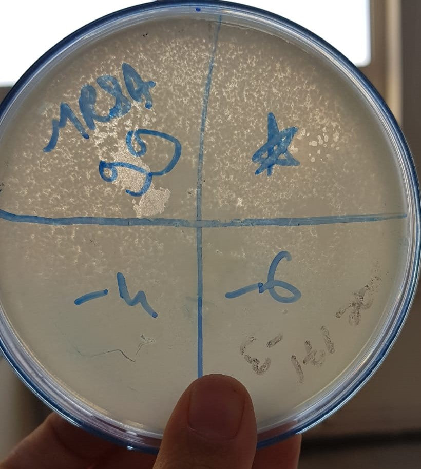 Staphylococcus aureus bacteriophage 150099A