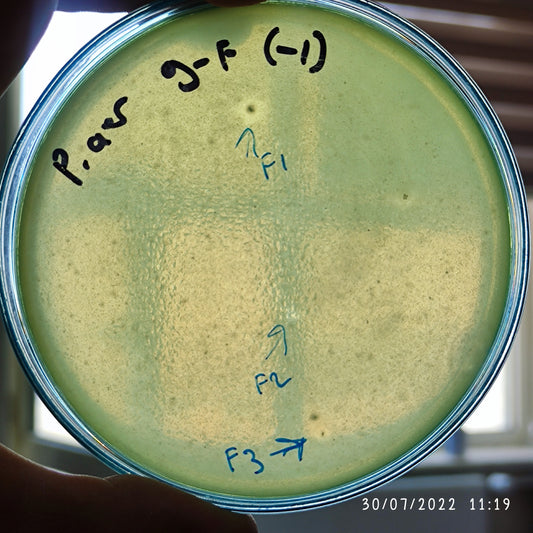 Pseudomonas aeruginosa bacteriophage 130009F