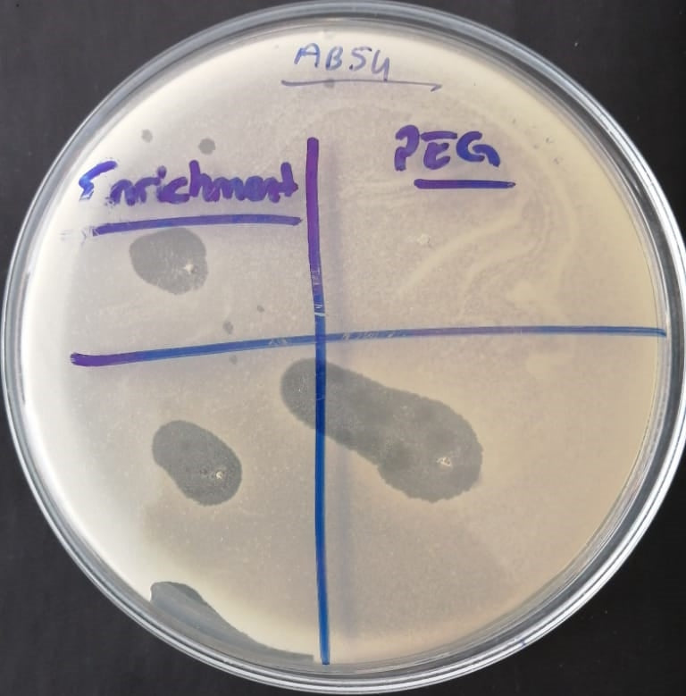 Acinetobacter baumannii bacteriophage 120054A