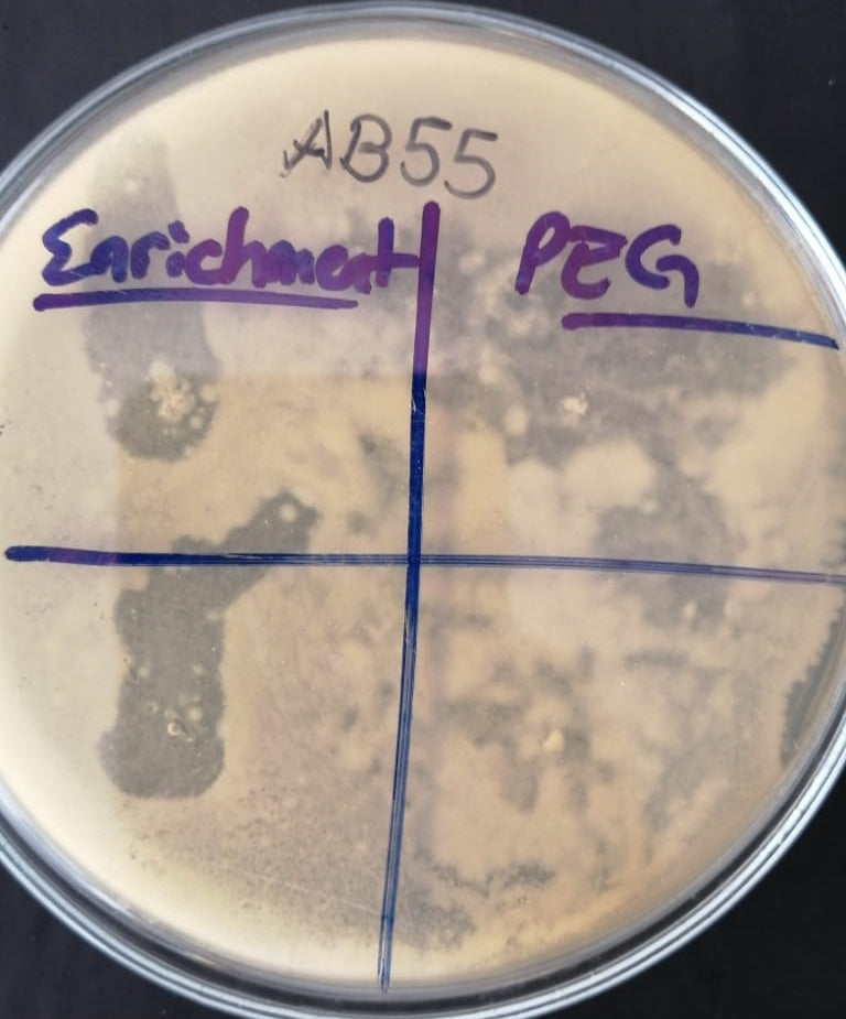 Acinetobacter baumannii bacteriophage 120055A