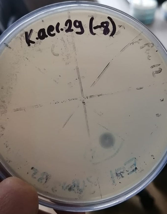 Klebsiella aerogenes bacteriophage 188029A
