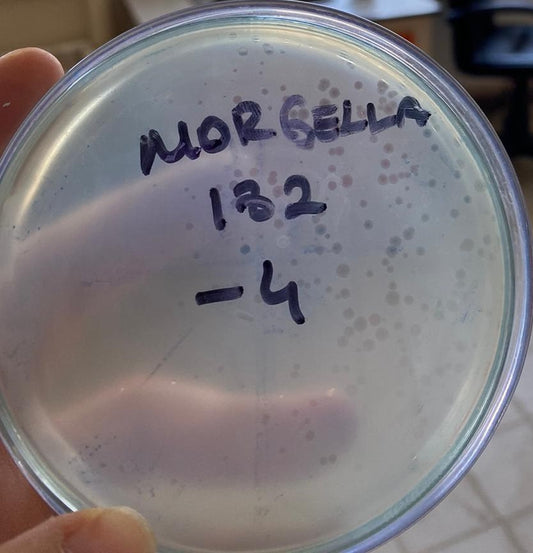 Morganella morganii bacteriophage 200182A