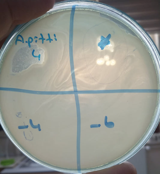 Acinetobacter pittii bacteriophage 128013A