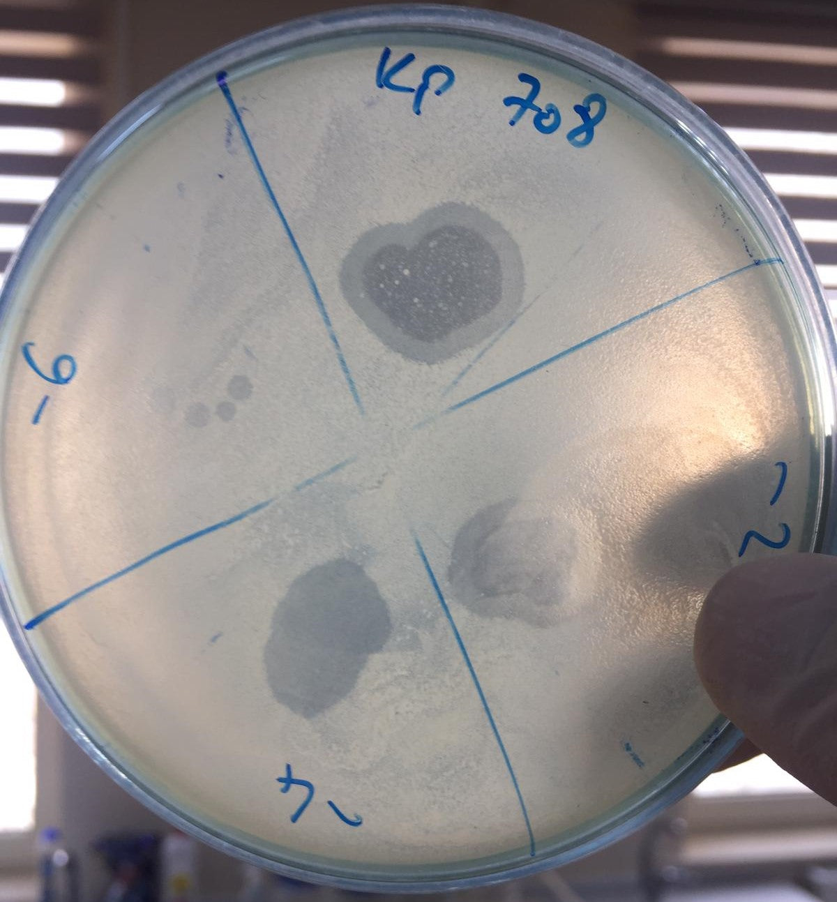 Klebsiella pneumoniae bacteriophage 180708A