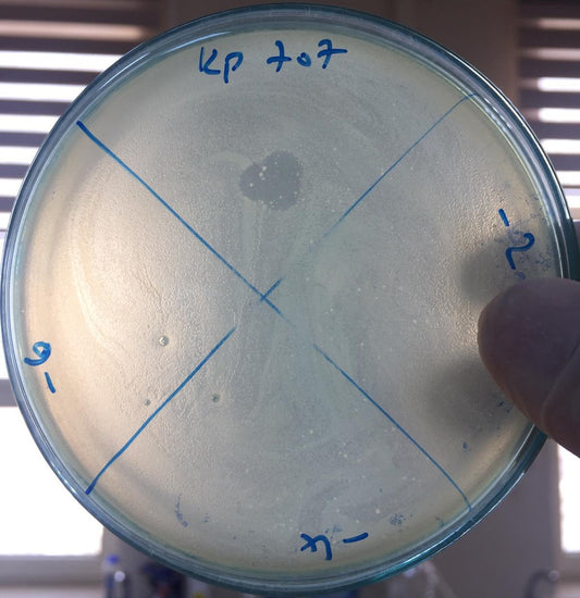 Klebsiella pneumoniae bacteriophage 180707A