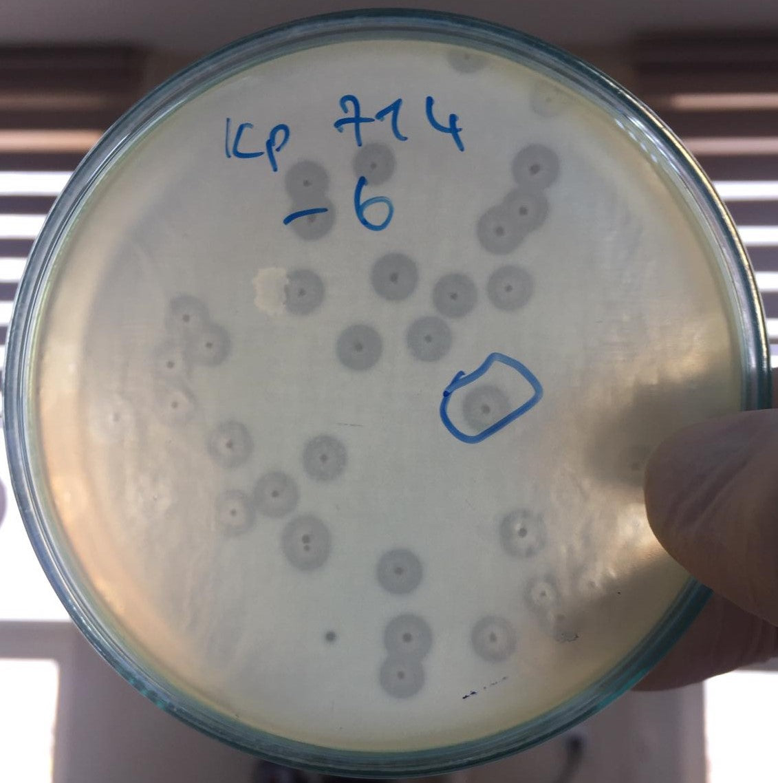 Klebsiella pneumoniae bacteriophage 180714A