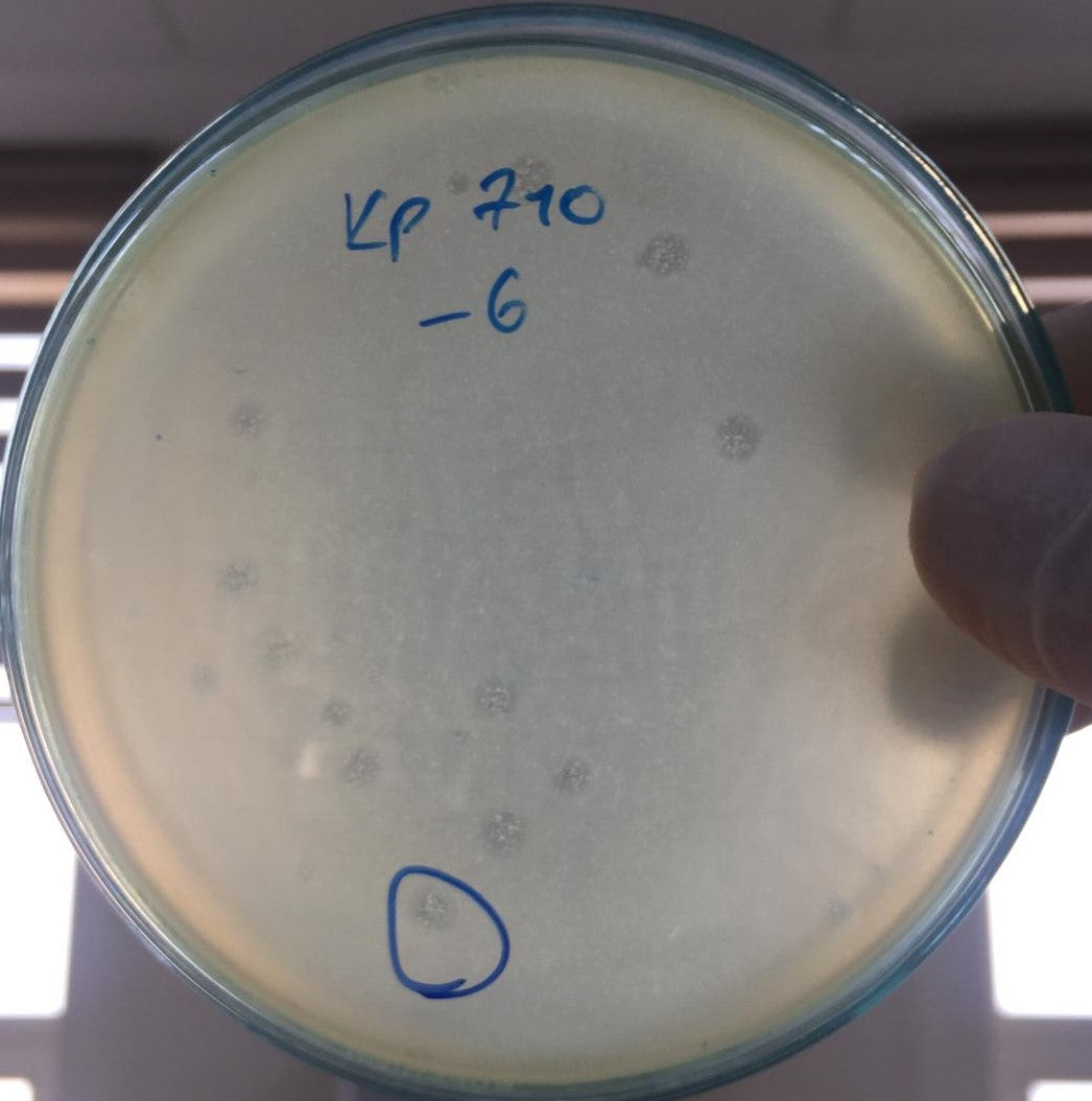 Klebsiella pneumoniae bacteriophage 180710A