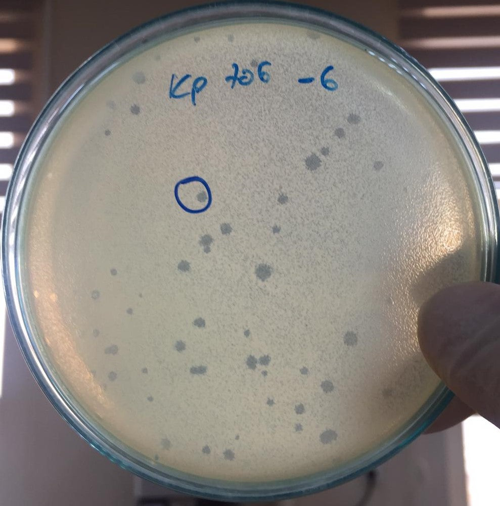 Klebsiella pneumoniae bacteriophage 180706A