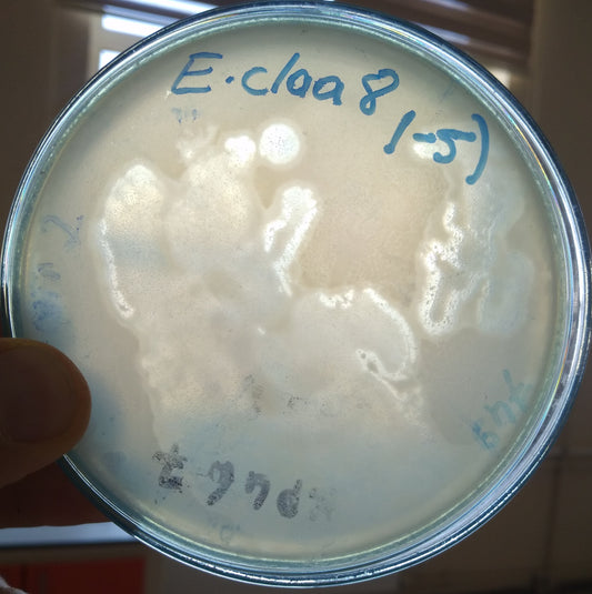 Enterobacter cloacae bacteriophage 200022A