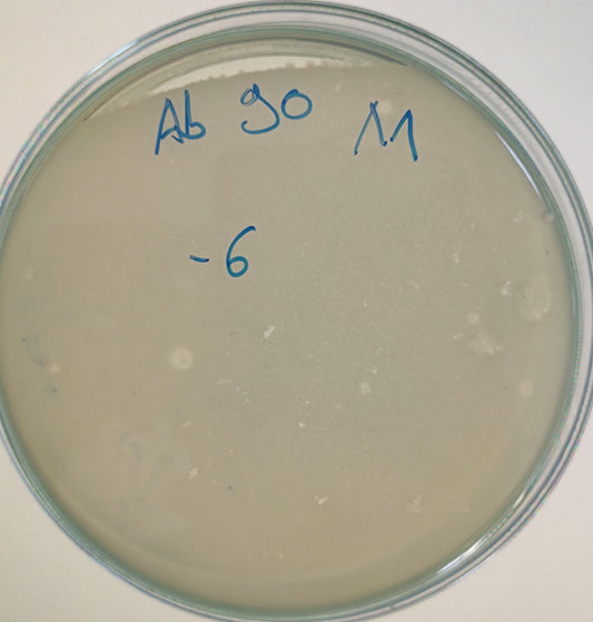 Acinetobacter baumannii bacteriophage 120090B