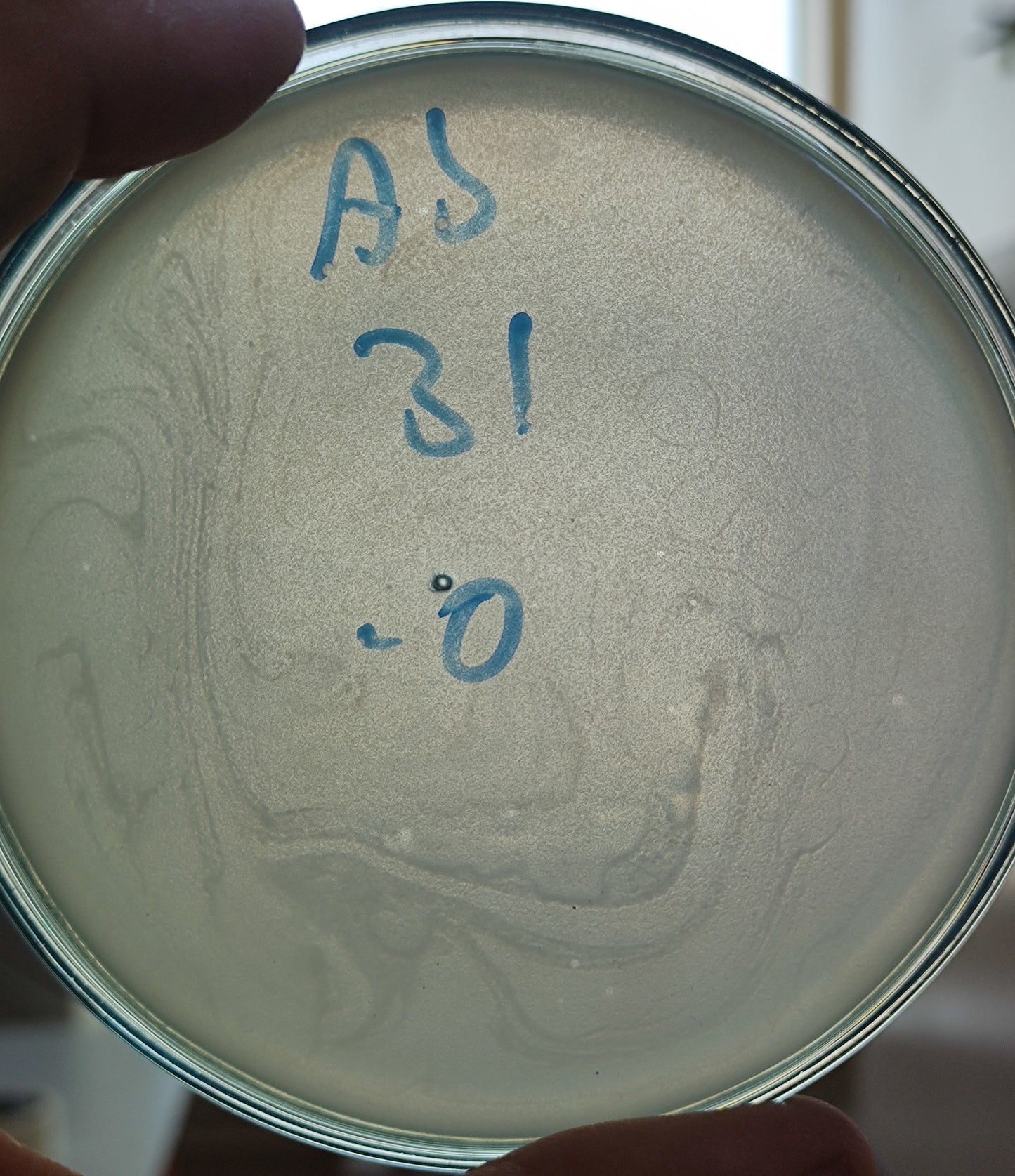 Acinetobacter baumannii bacteriophage 120031A