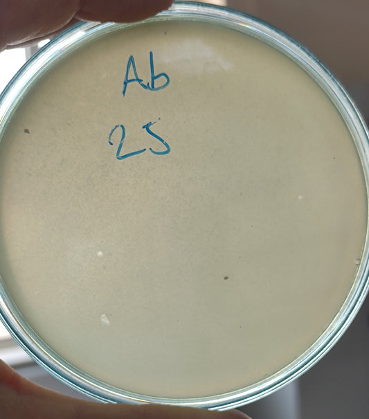 Acinetobacter baumannii bacteriophage 120025A